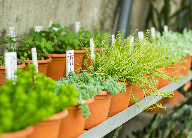 Pre Order Plants
